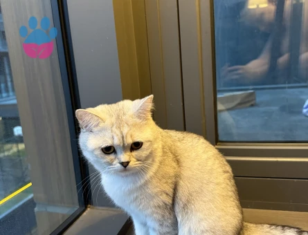 Kedime yakışır bi es adayı arıyorum