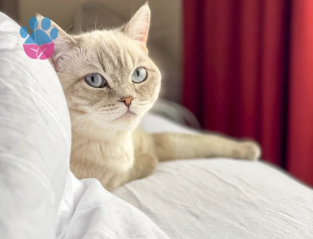 Kızımız Maya'ya Eş Arıyoruz..