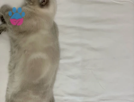 Kızımız Maya'ya Eş Arıyoruz..