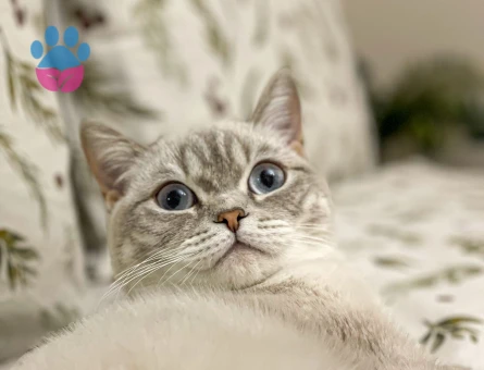 Kızımız Maya'ya Eş Arıyoruz..