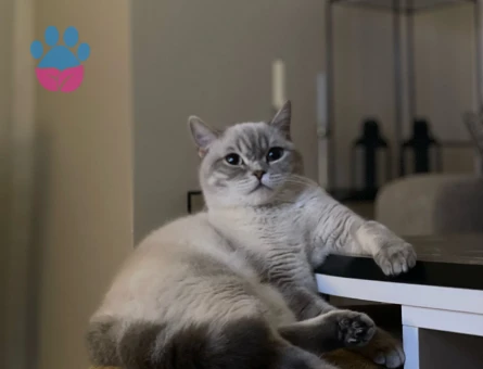 Kızımız Maya'ya Eş Arıyoruz..