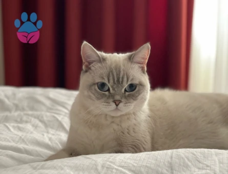 Kızımız Maya'ya Eş Arıyoruz..