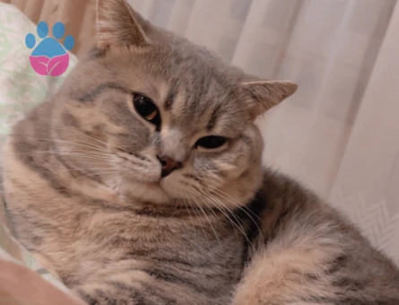 British Shorthair Kızgınlıkta 1,5 Yaşında
