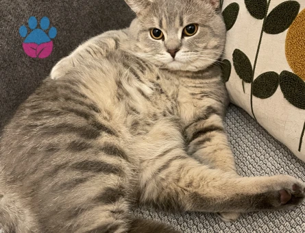 British Shorthair Kızgınlıkta 1,5 Yaşında