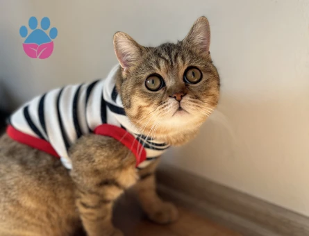 British Shorthair Benjamin’e eş arıyoruz