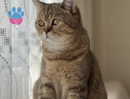 British Shorthair Benjamin’e eş arıyoruz