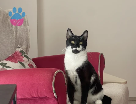 Domestic Shorthair cinsi kızıma erkek arıyoruz