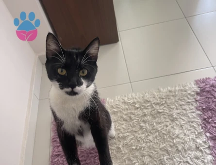 Domestic Shorthair cinsi kızıma erkek arıyoruz