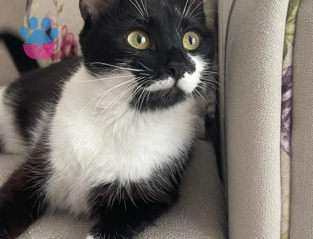 Domestic Shorthair cinsi kızıma erkek arıyoruz
