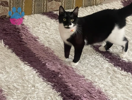 Domestic Shorthair cinsi kızıma erkek arıyoruz