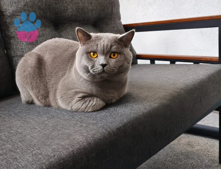 British Shorthair 1,5 Yaşında Eş Arıyoruz