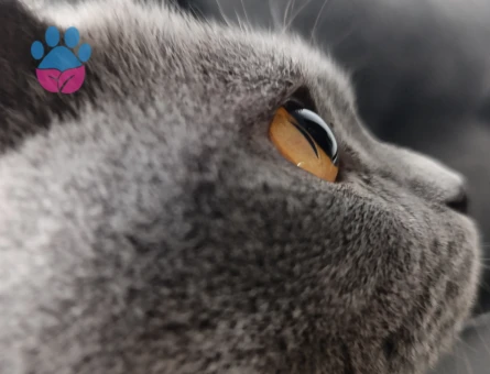 British Shorthair 1,5 Yaşında Eş Arıyoruz