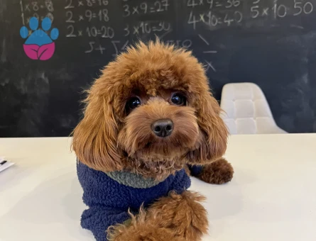 Toy Poodle 1,5 Yaşında Köpeğim Eş Arıyor