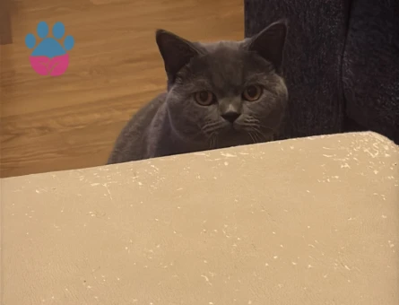 1,5 Yaşında Kedim British Shorthair Erkek Kızgınlıkta