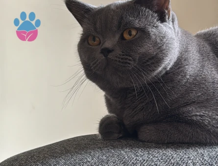 1,5 Yaşında Kedim British Shorthair Erkek Kızgınlıkta