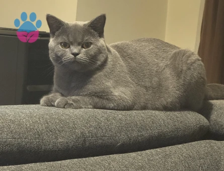 1,5 Yaşında Kedim British Shorthair Erkek Kızgınlıkta