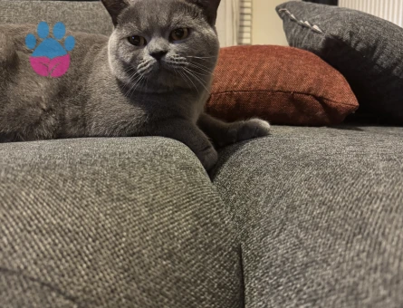 1,5 Yaşında Kedim British Shorthair Erkek Kızgınlıkta