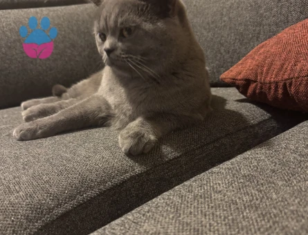 1,5 Yaşında Kedim British Shorthair Erkek Kızgınlıkta