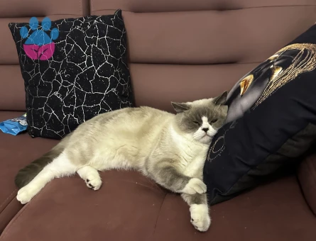British Shorthair-Longhair Karışımı 1 Yaşında Eş Arıyor