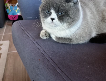 British Shorthair-Longhair Karışımı 1 Yaşında Eş Arıyor