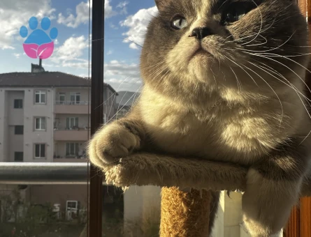 British Shorthair-Longhair Karışımı 1 Yaşında Eş Arıyor