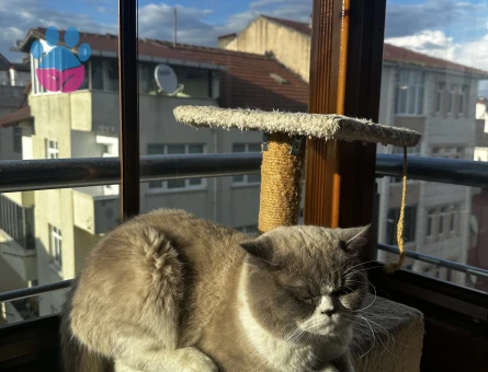 British Shorthair-Longhair Karışımı 1 Yaşında Eş Arıyor