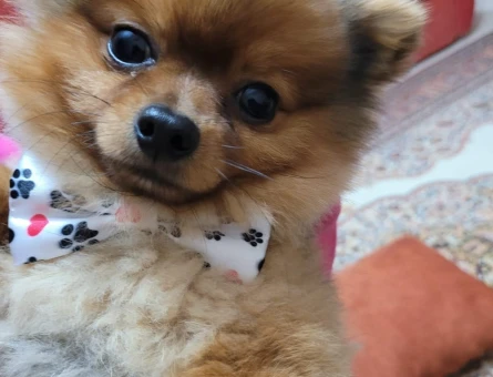 pomeranian boo 2 yaşında - 118969343