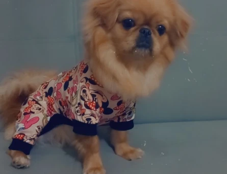 Pekinez Köpeğime Eş Arıyorum - 118969367
