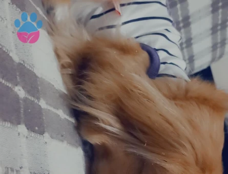 Pekinez Köpeğime Eş Arıyorum