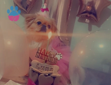 Pekinez Köpeğime Eş Arıyorum