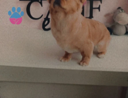 Pekinez Köpeğime Eş Arıyorum