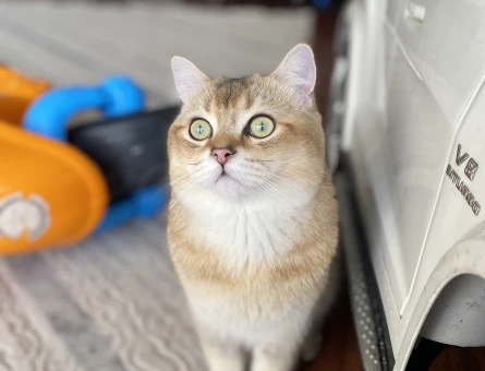 British shorthair erkek 11 aylık - 118977518