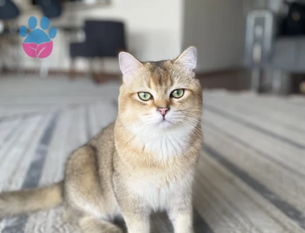British shorthair erkek 11 aylık