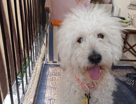 Maltese terrier erkek 3 numara - 118977519