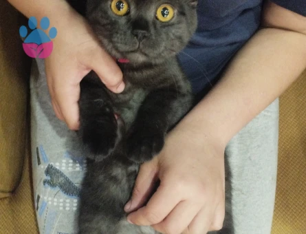 Scottish erkek kedime eş arıyorum