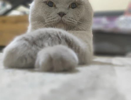 British Shorthair - 118977533