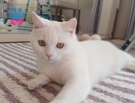British Shorthair 1 Yaşında Eş Arıyor