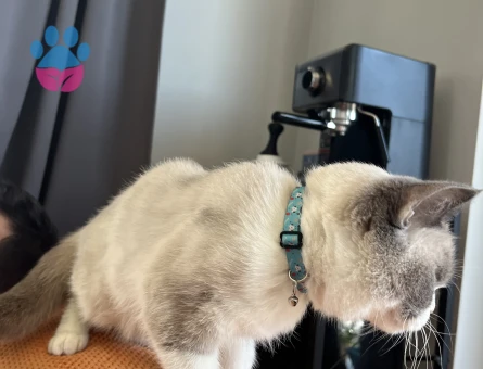 British Shorthair Kızımız Çakıl İçin Damat Adayı Aranıyor!