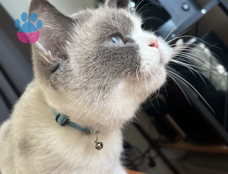 British Shorthair Kızımız Çakıl İçin Damat Adayı Aranıyor!