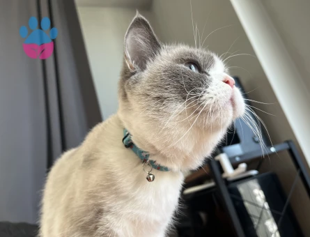 British Shorthair Kızımız Çakıl İçin Damat Adayı Aranıyor!