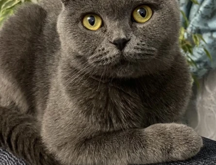 Scottish Fold 1 Yaşında Kızımıza Eş arıyoruz - 118984001