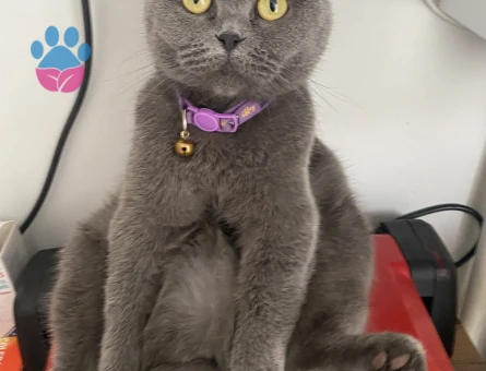 Scottish Fold 1 Yaşında Kızımıza Eş arıyoruz