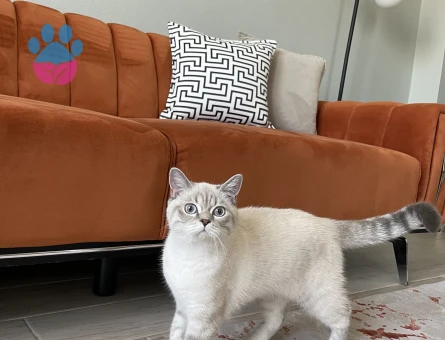 British Shorthair Dişi kedi eş aranıyor