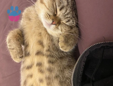 British Shorthair Kedime Eş arıyorum