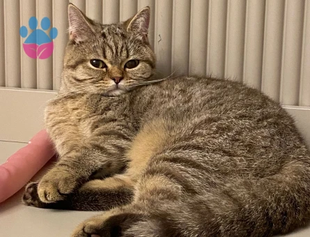 British Shorthair Kedime Eş arıyorum