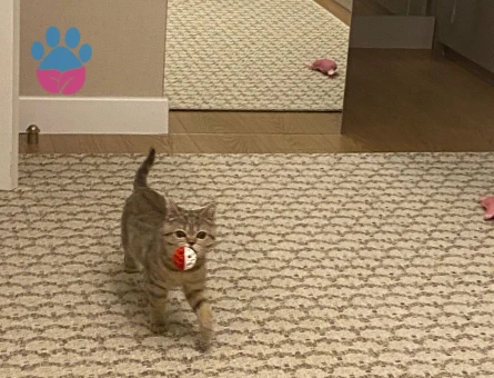 British Shorthair Kedime Eş arıyorum