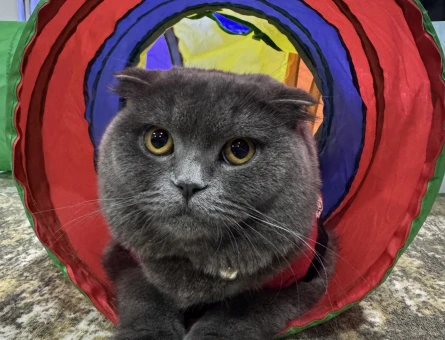 British Shorthair Kızıma eş Arıyorum - 118984005