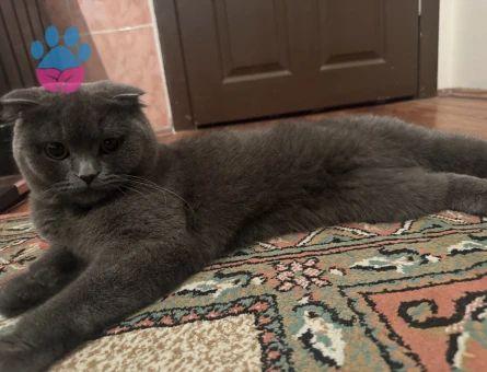 British Shorthair Kızıma eş Arıyorum