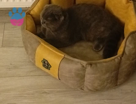 Scottish Fold Eylül'üme eş arıyorum