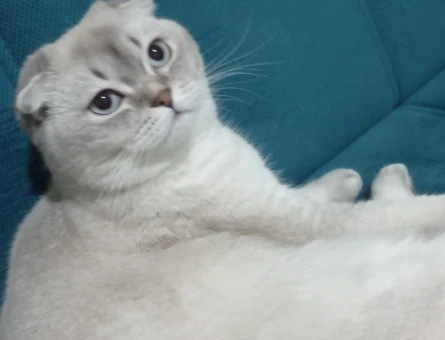 Scottish Fold  1 Yaşında Dişi Kedim Eş Arıyor - 118984007